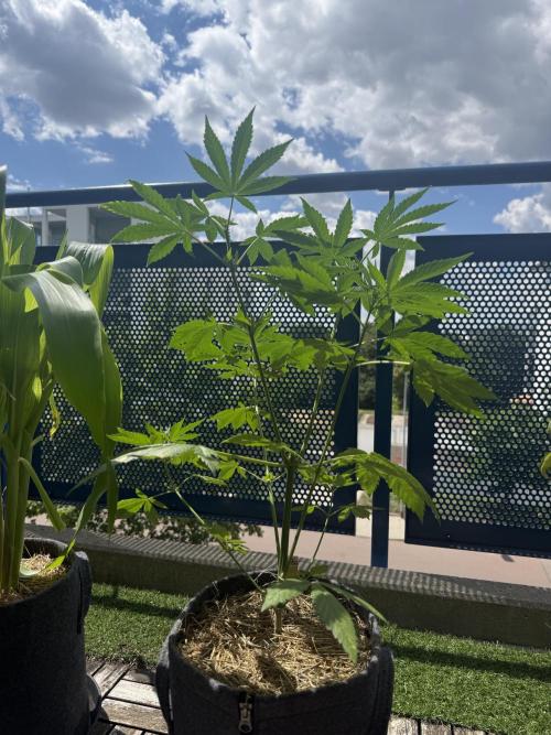 #2026 Balkon GROW Germany - Zkittels. Week 6 - Day #43