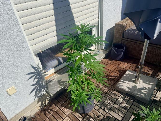 Girl Scout Cookies Auto. Week 6