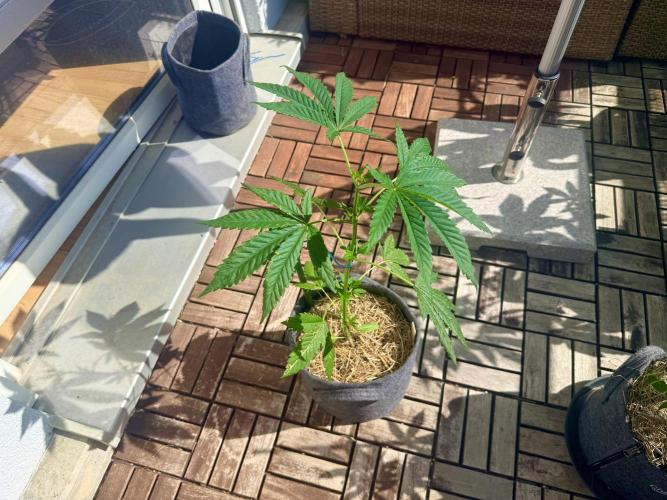 #2026 Balkon GROW Germany - All Gas OG. Week 6 - Day #40