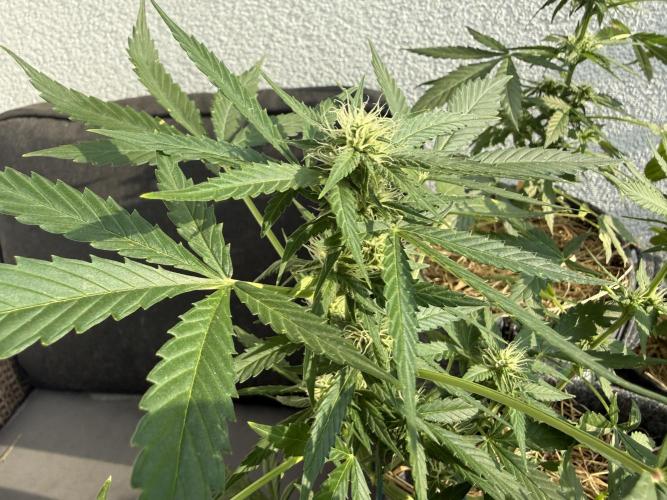 #2026 Balkon GROW Germany - Hindu Kush. Week 6 - Day #45