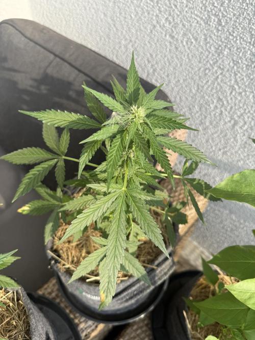 #2026 Balkon GROW Germany - Hindu Kush. Week 6 - Day #45