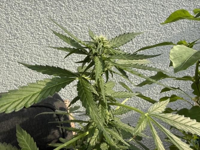 #2026 Balkon GROW Germany - Hindu Kush. Week 6 - Day #45