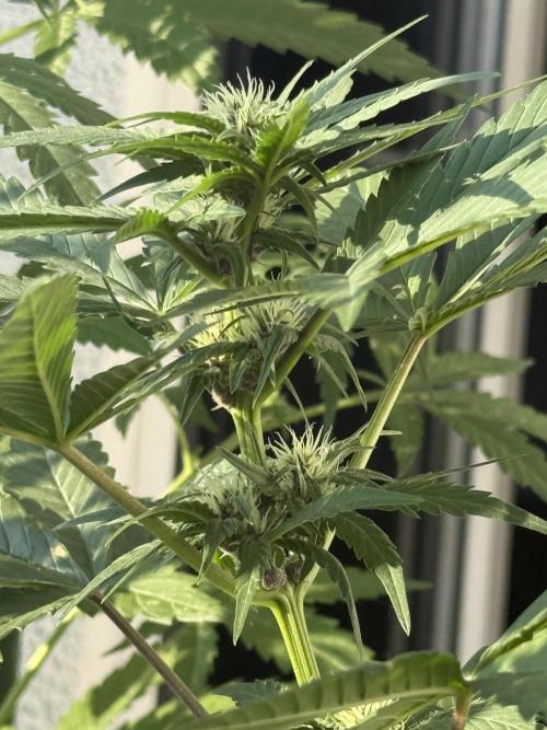 #2026 Balkon GROW Germany - Red Poison. Week 6 - Day #42