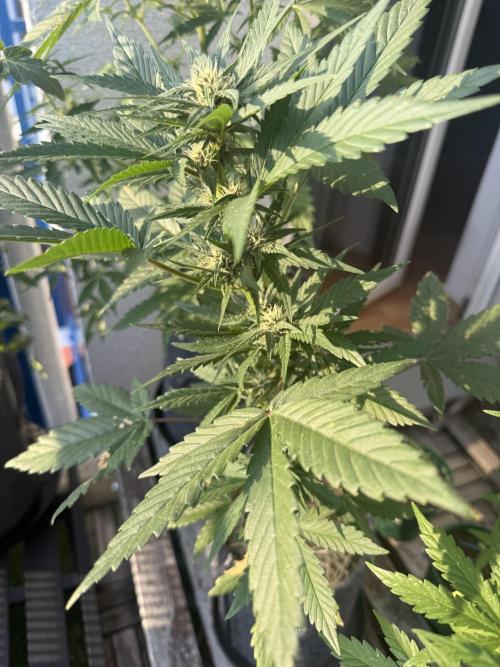 #2026 Balkon GROW Germany - Red Poison. Week 6 - Day #45