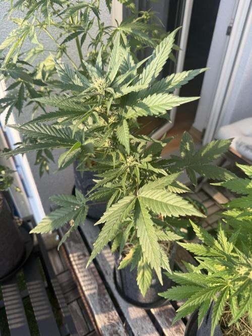 #2026 Balkon GROW Germany - Red Poison. Week 6 - Day #45