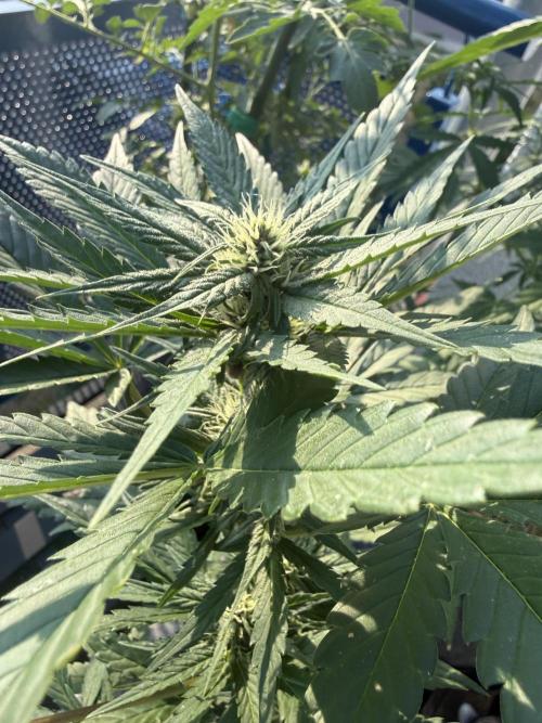 #2026 Balkon GROW Germany - Red Poison. Week 6 - Day #45