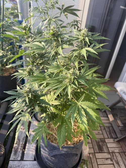 #2026 Balkon GROW Germany - Runtz. Week 8 - Day #58