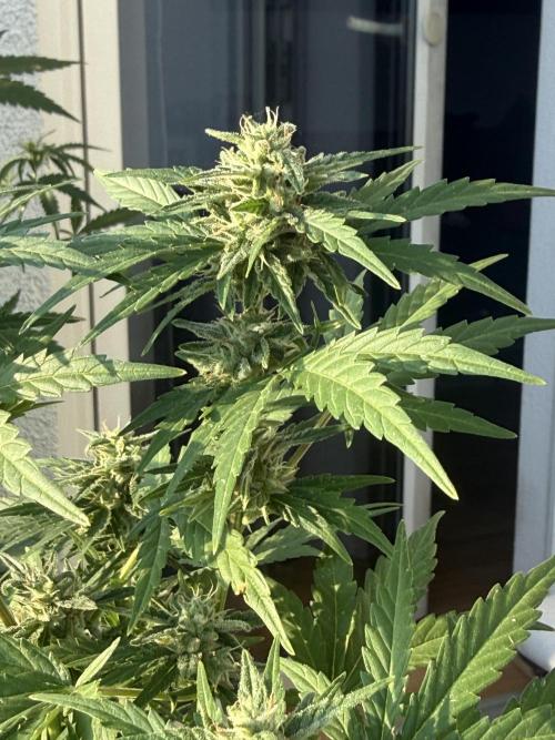 #2026 Balkon GROW Germany - Runtz. Week 8 - Day #58