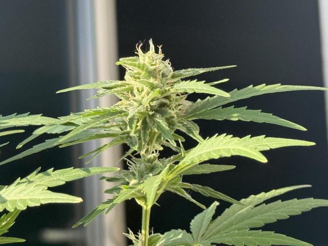 #2026 Balkon GROW Germany - Runtz. Week 8 - Day #58