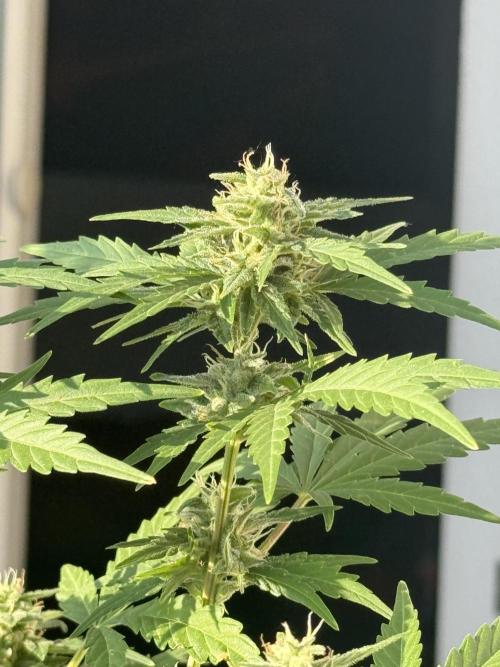 #2026 Balkon GROW Germany - Runtz. Week 8 - Day #58