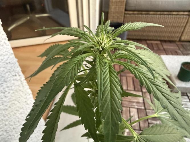 #2026 Balkon GROW Germany - Erdberre. Week 6 - Day #42