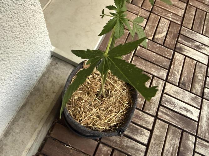 #2026 Balkon GROW Germany - Erdberre. Week 6 - Day #42