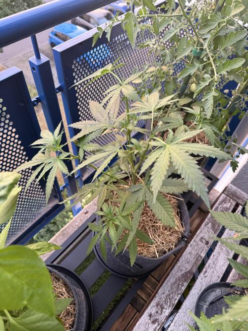 #2026 Balkon GROW Germany - Purple. Week 6 - Day #42