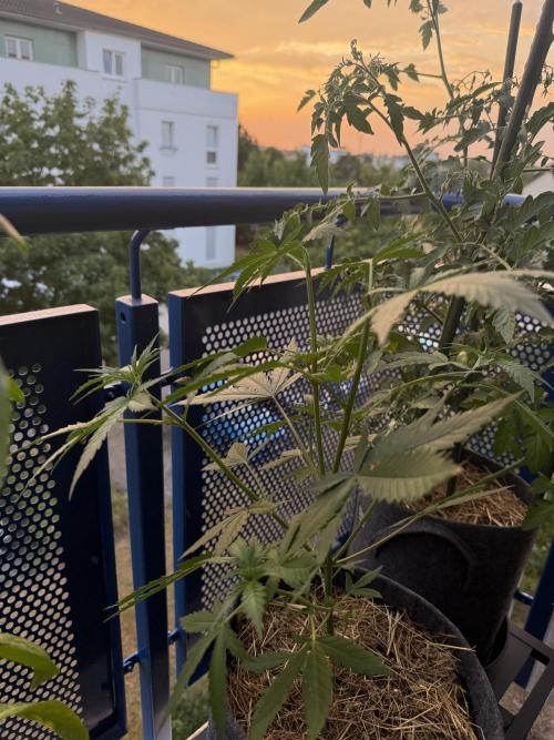 #2026 Balkon GROW Germany - Purple. Week 6 - Day #42