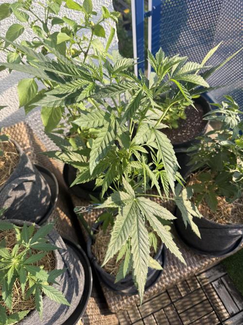 #2026 Balkon GROW Germany - All Gas OG. Week 7 - Day #47