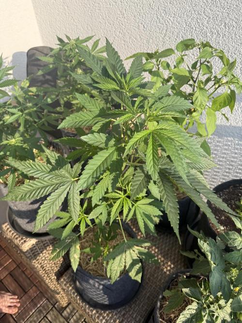 All Gas OG Autoflower. Week 7