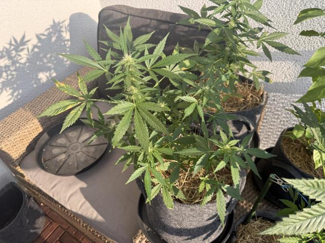 #2026 Balkon GROW Germany - Maui Wowie. Week 7 - Day #47