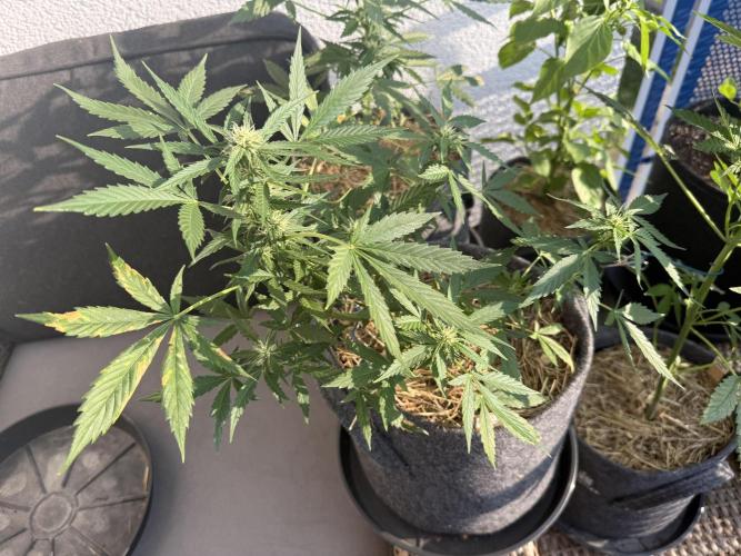 #2026 Balkon GROW Germany - Maui Wowie. Week 7 - Day #47