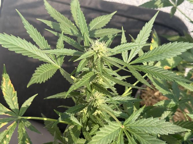 Maui Wowie. Week 7