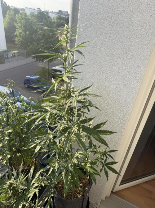 #2026 Balkon GROW Germany - GSC. Week 7 - Day #50