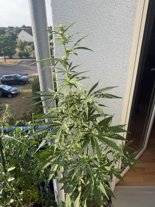 #2026 Balkon GROW Germany - GSC. Week 7 - Day #50