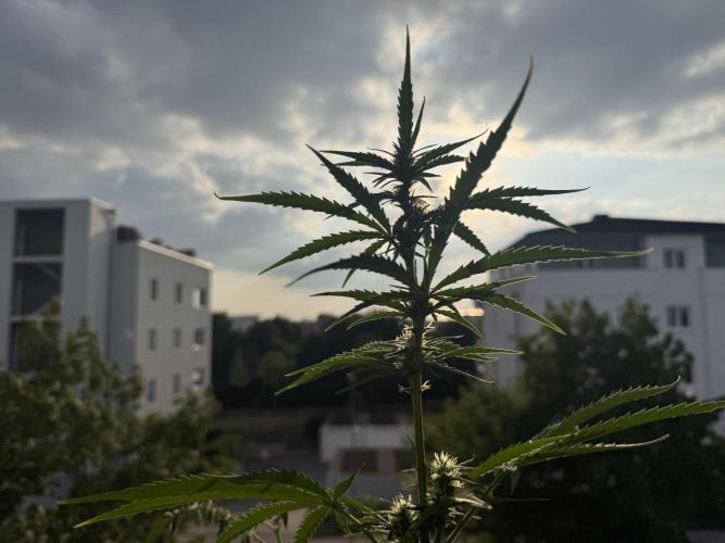 #2026 Balkon GROW Germany - GSC. Week 7 - Day #50