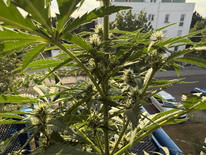 #2026 Balkon GROW Germany - GSC. Week 7 - Day #50