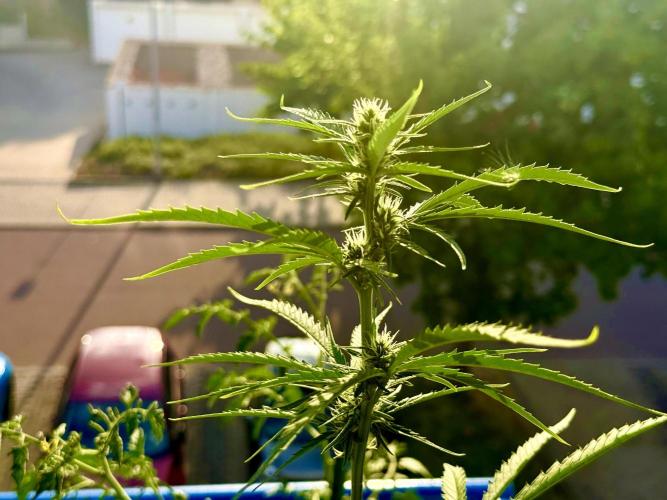 #2026 Balkon GROW Germany - GSC. Week 7 - Day #50