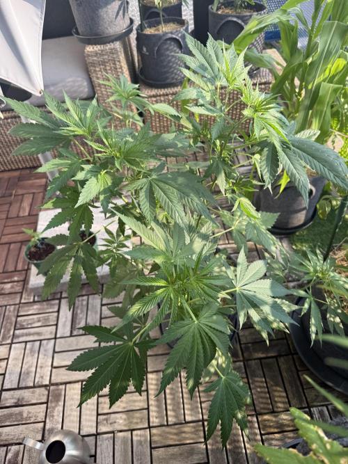 #2026 Balkon GROW Germany - Zkittels. Week 7 - Day #50