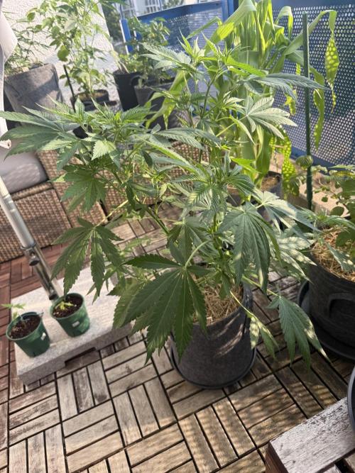 #2026 Balkon GROW Germany - Zkittels. Week 7 - Day #50