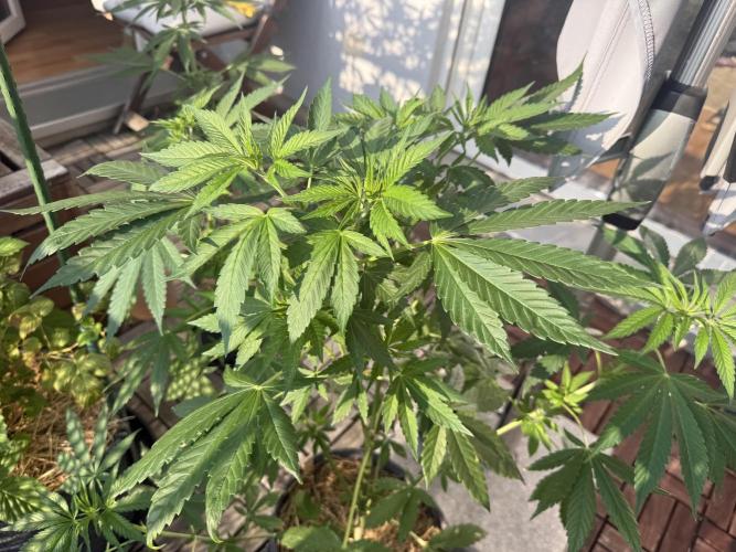 #2026 Balkon GROW Germany - Zkittels. Week 7 - Day #50