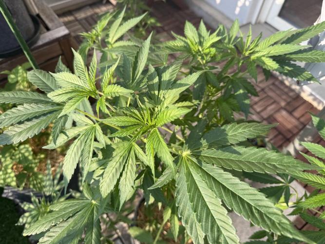 #2026 Balkon GROW Germany - Zkittels. Week 7 - Day #50