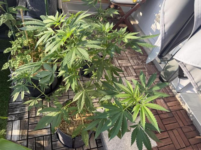 #2026 Balkon GROW Germany - Zkittels. Week 7 - Day #50