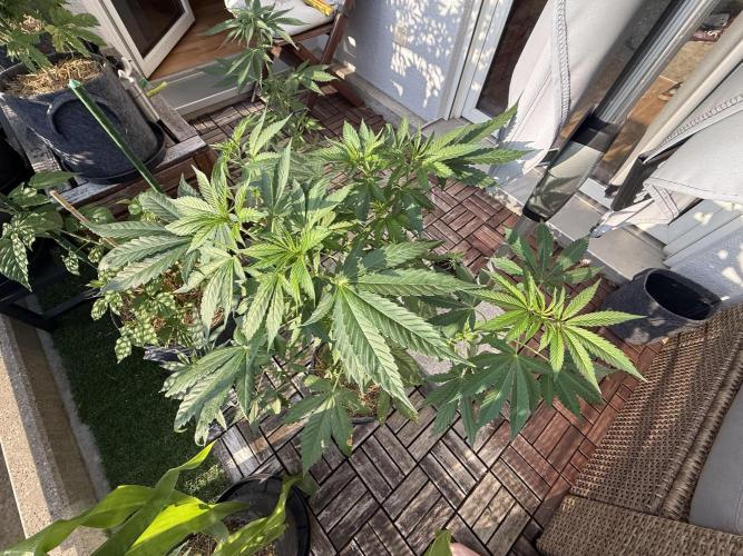 #2026 Balkon GROW Germany - Zkittels. Week 7 - Day #50