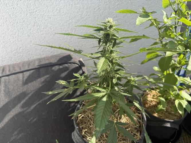 #2026 Balkon GROW Germany - Hindu Kush. Week 7 - Day #53