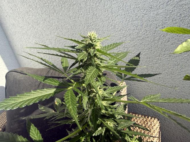 #2026 Balkon GROW Germany - Hindu Kush. Week 7 - Day #53