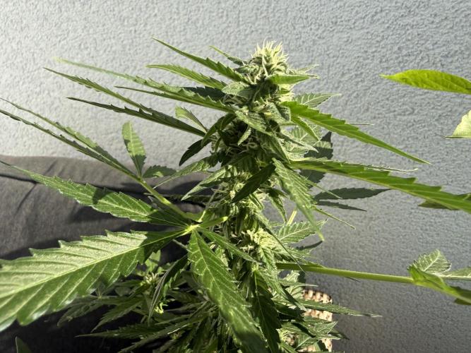 #2026 Balkon GROW Germany - Hindu Kush. Week 7 - Day #53