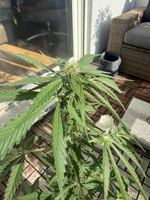 #2026 Balkon GROW Germany - Erdberre. Week 7 - Day #50