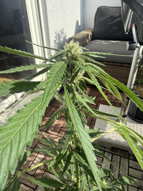 #2026 Balkon GROW Germany - Erdberre. Week 7 - Day #50