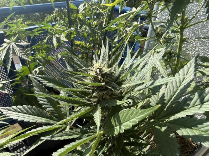#2026 Balkon GROW Germany - Red Poison. Week 7 - Day #50