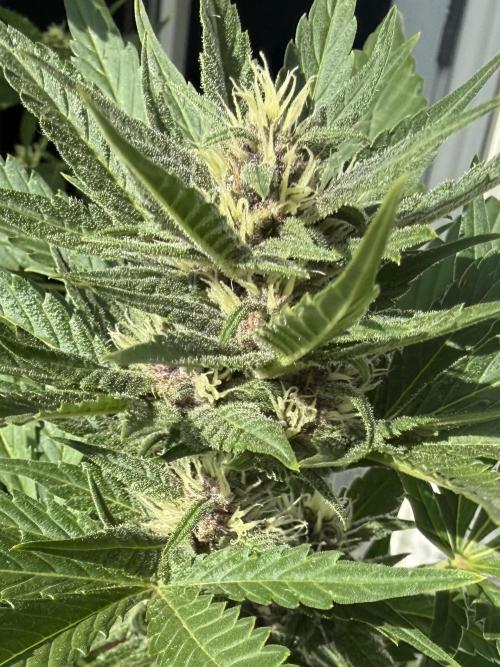 #2026 Balkon GROW Germany - Red Poison. Week 7 - Day #50