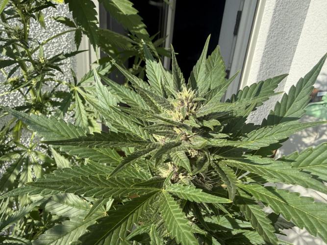 #2026 Balkon GROW Germany - Red Poison. Week 7 - Day #50