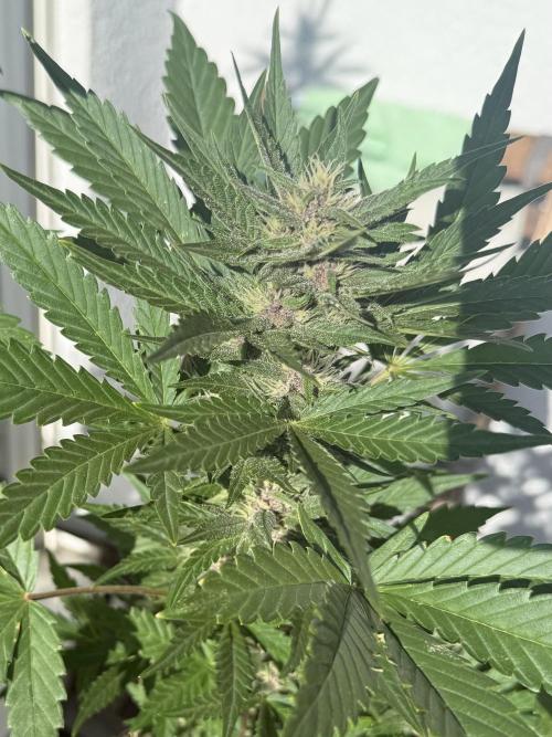 #2026 Balkon GROW Germany - Red Poison. Week 7 - Day #50