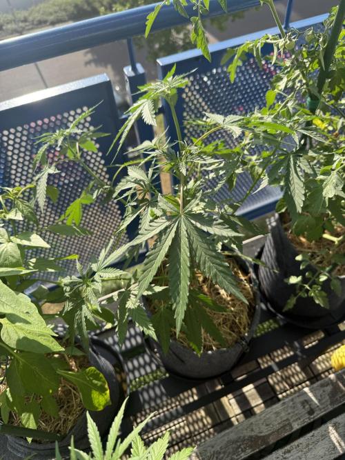 #2026 Balkon GROW Germany - Purple. Week 7 - Day #50