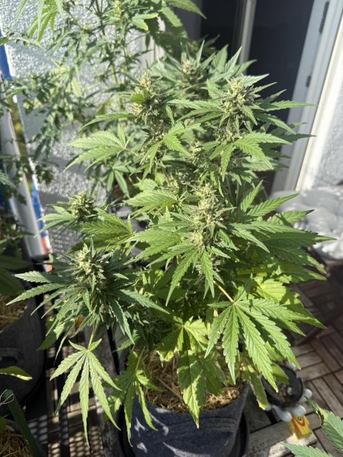 #2026 Balkon GROW Germany - Runtz. Week 9 - Day #66