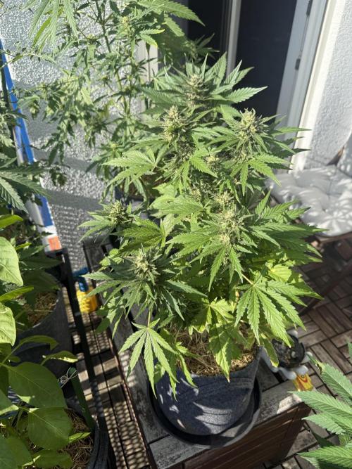 #2026 Balkon GROW Germany - Runtz. Week 9 - Day #66