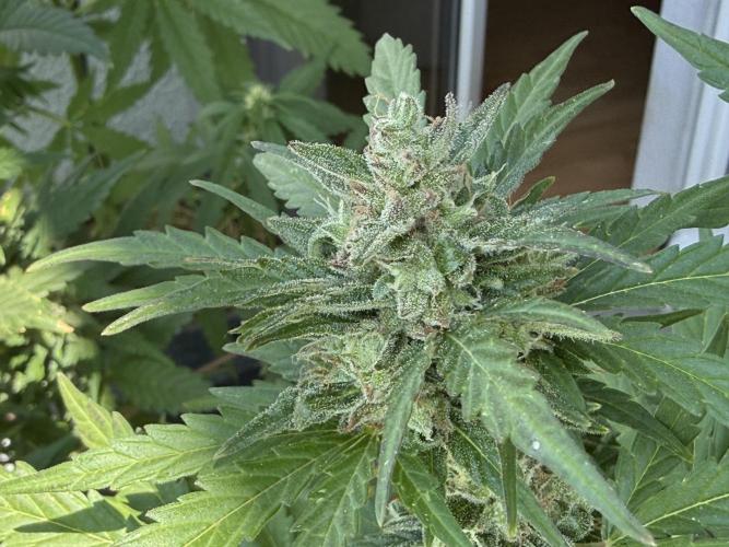 #2026 Balkon GROW Germany - Runtz. Week 9 - Day #66