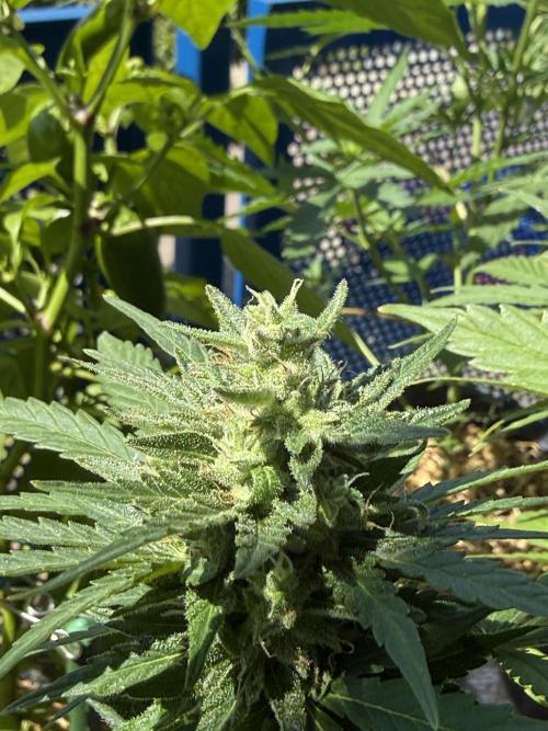 #2026 Balkon GROW Germany - Runtz. Week 9 - Day #66
