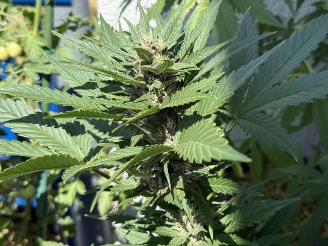 #2026 Balkon GROW Germany - Red Poison. Week 7 - Day #50