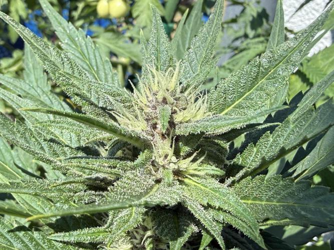#2026 Balkon GROW Germany - Red Poison. Week 7 - Day #50